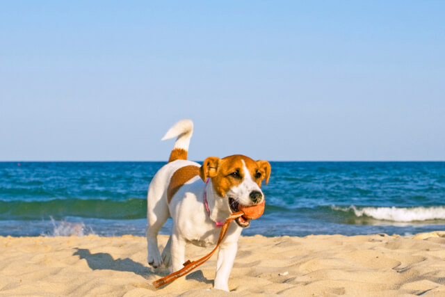 Jack Russell dog running on the beach with a ball in their mouth.