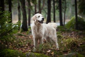 A dog enjoying a walk in the woods. The Wildlife Charter asks that you keep control of your dog while you explore the delights of Cornwall. www.carbisbayholidays.co.uk