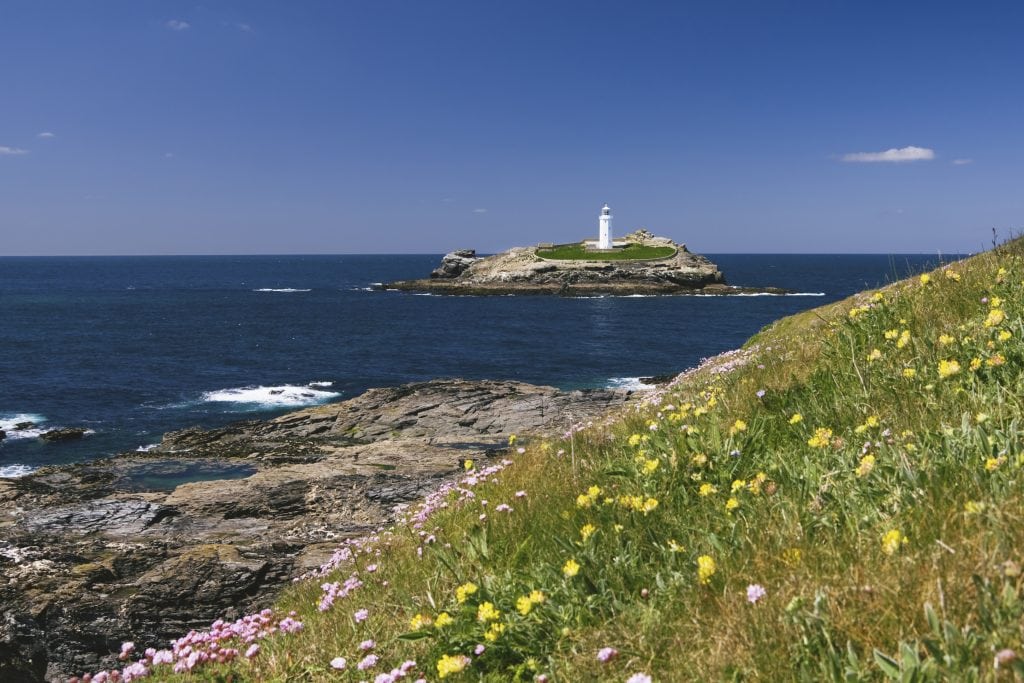 Godrevy Lighthouse and wild flowers taken from south west coastal walking path.