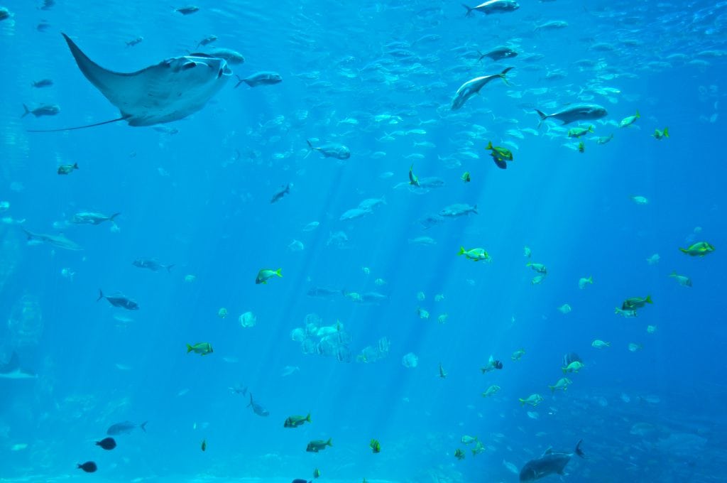 Rainy Day Cornwall, Aquarium