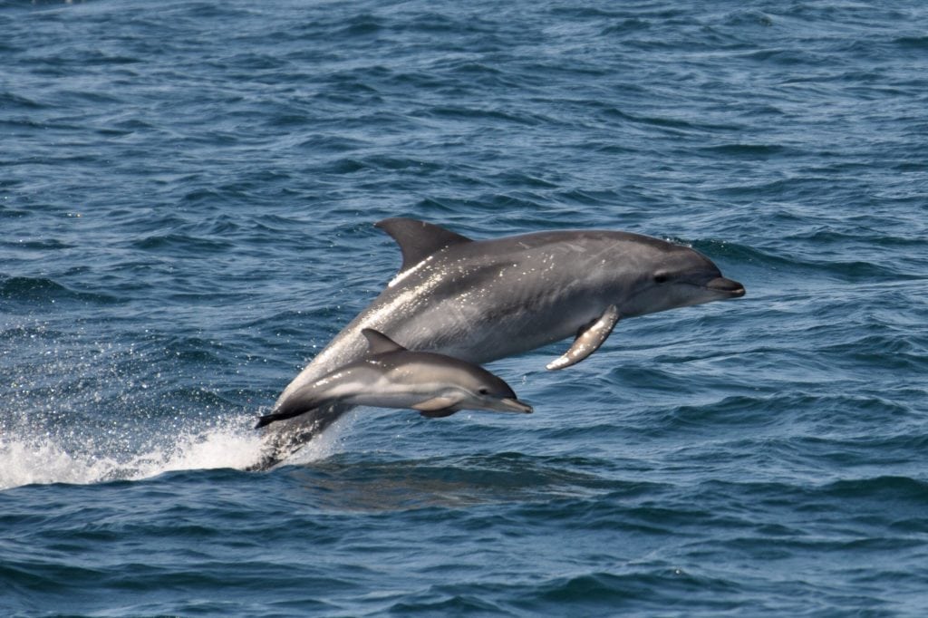 St Ives Boat Trips, Dolphins