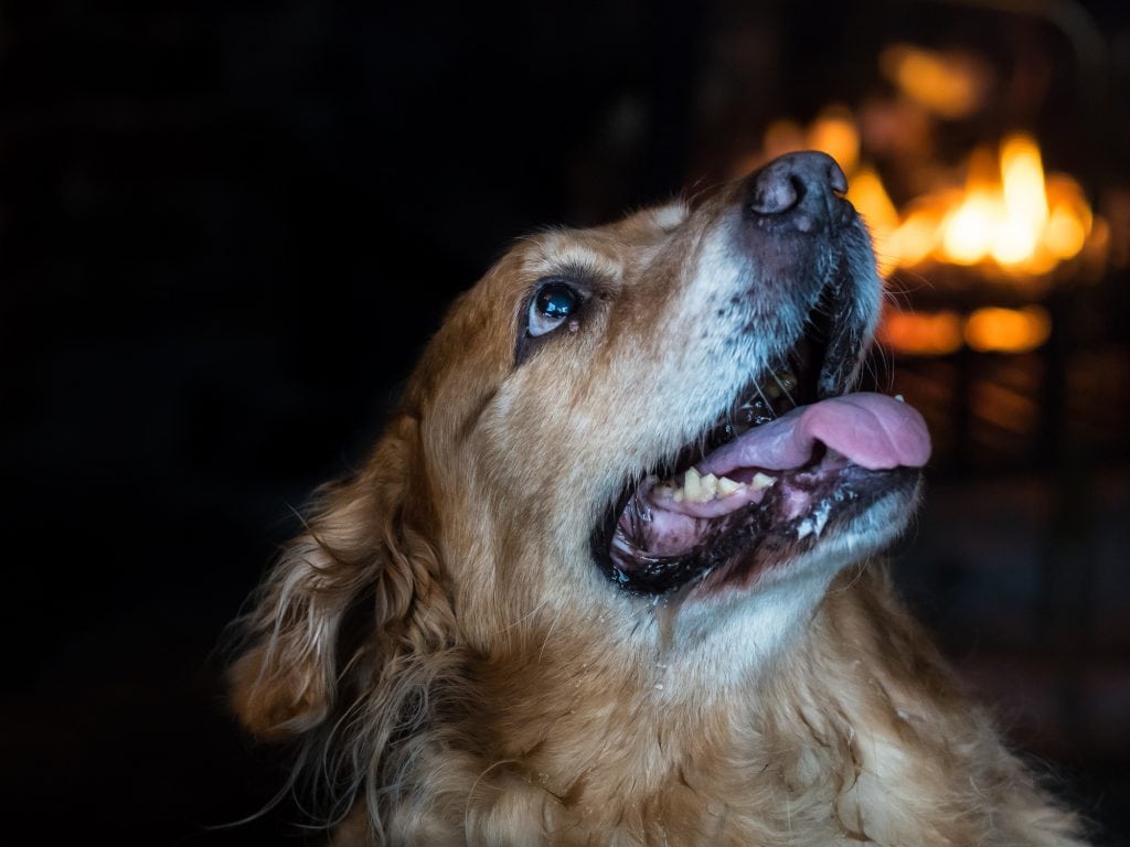 Dog Friendly Pubs St Ives, Open Fire