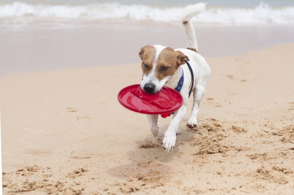 Dog Friendly Pubs St Ives, Dog Playing on Beach