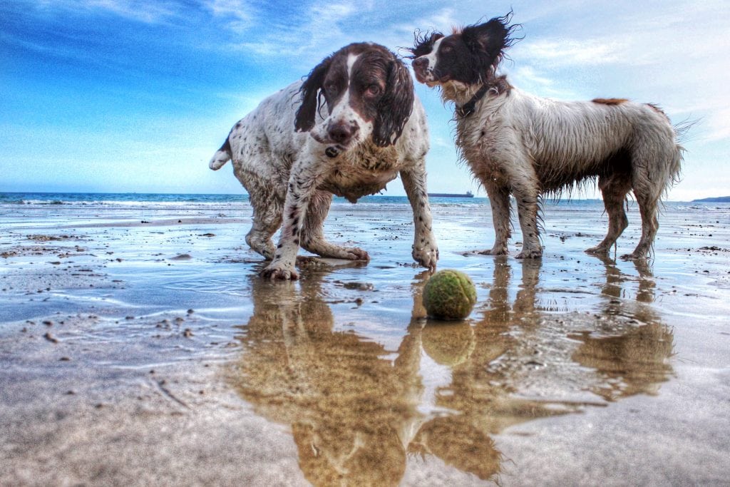 Dog Friendly Pubs St Ives, Dogs Playing on Beach