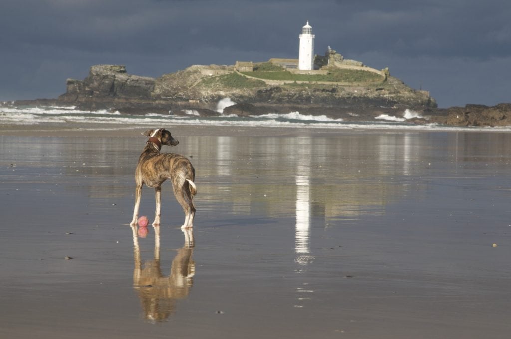 Dog Friendly Pubs St Ives, Godrevy Lighthouse