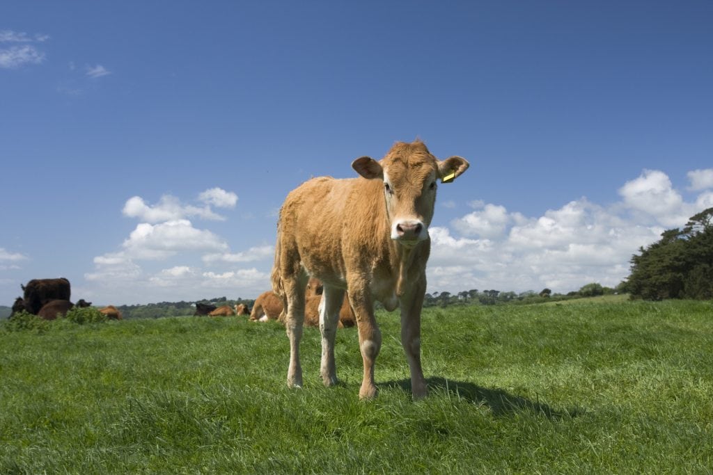 Things to do in Cornwall with Toddlers, Roskillys Farm