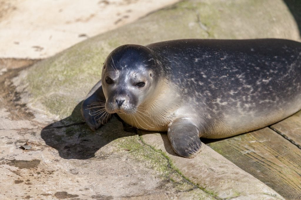 Things to do in Cornwall with Toddlers, Seal Sanctuary