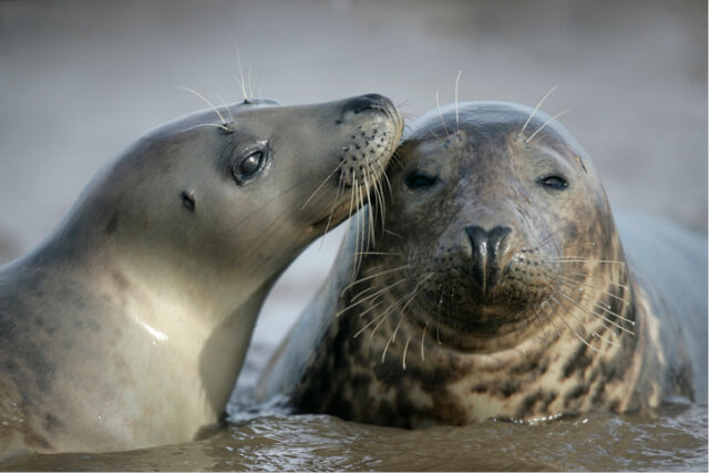 Two Atlantic grey seals.