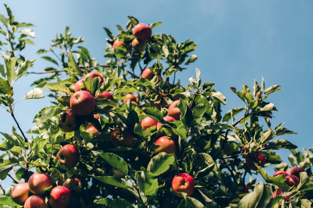 Apple tree in Cornwall