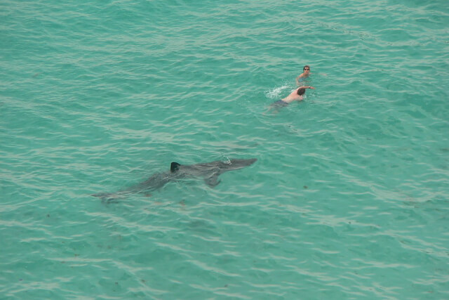 Basking shark in Porthcurno, West Cornwall.