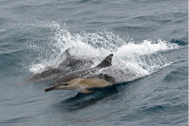Common dolphins above the surface.