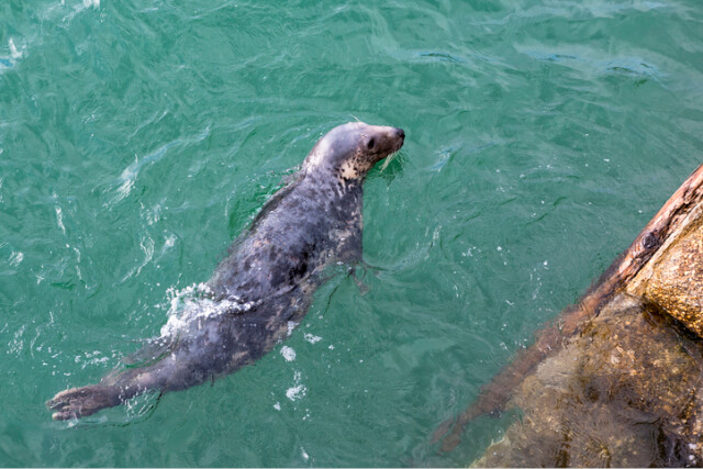Grey seal in St Ives, Cornwall.