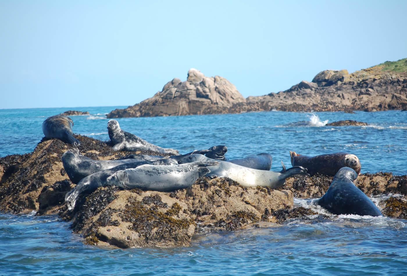 Group of grey seals off the Cornwall coast.