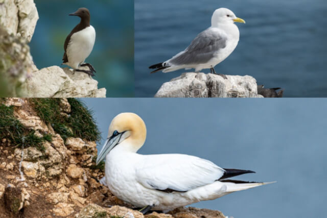 Seabirds in St Ives, Cornwall.