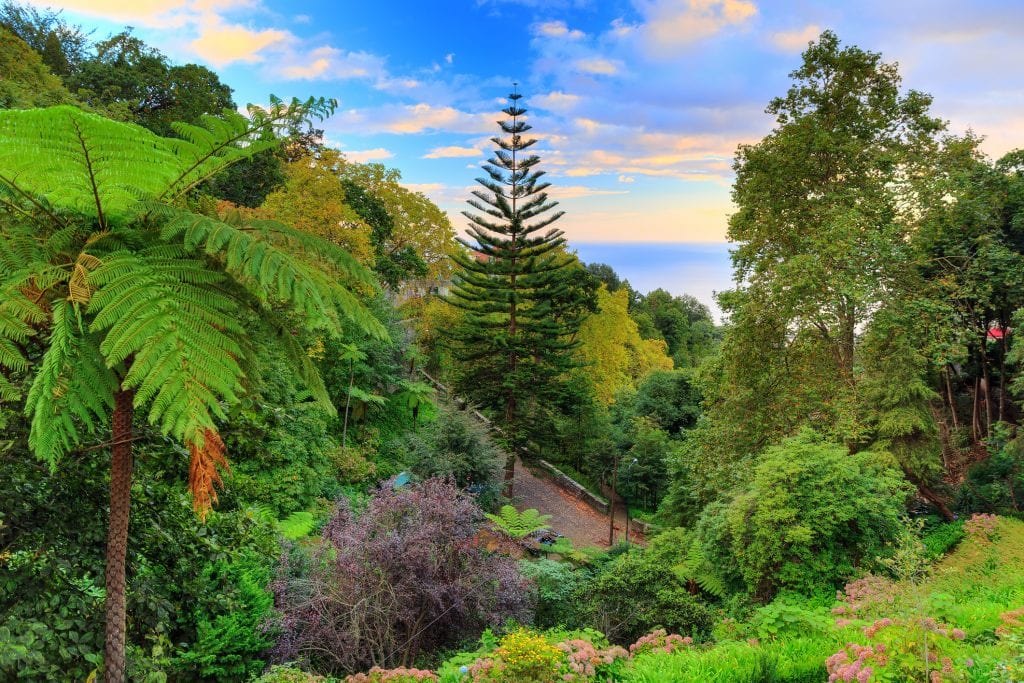 Beautiful view of botanical gardens with the sea in the background, tall trees and a little path.