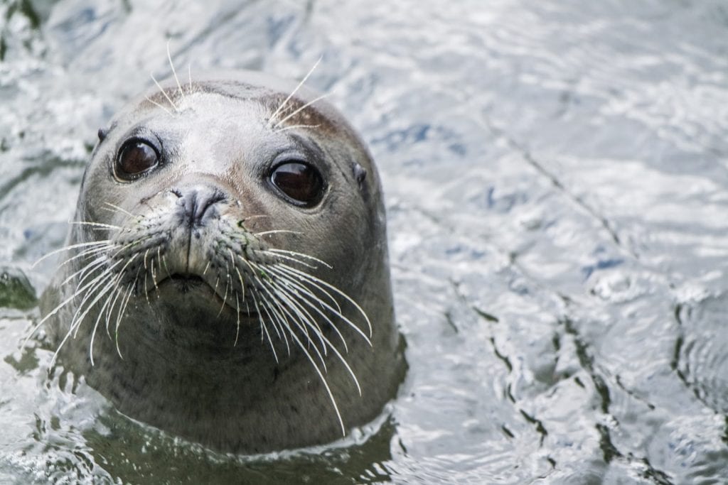 Cornish Seal