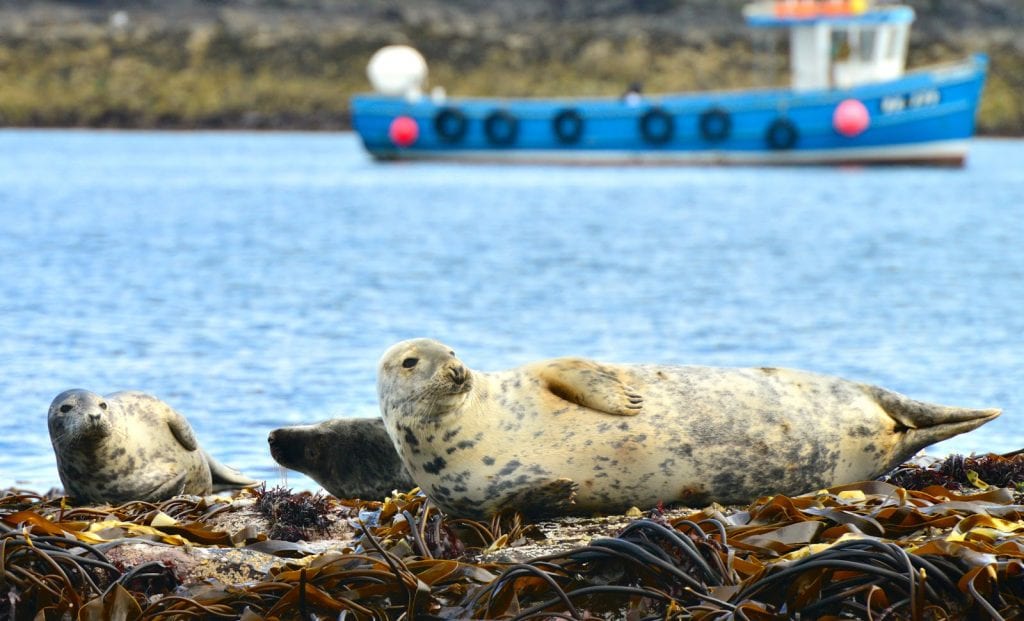 Seal Island