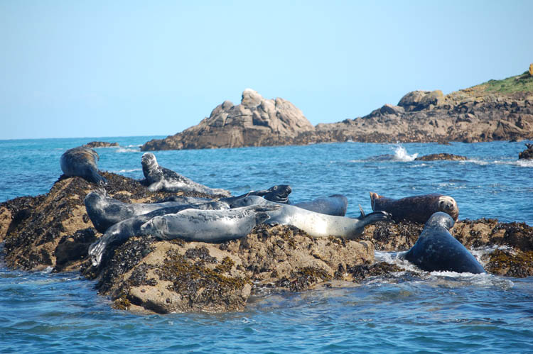 atlantic grey seal group