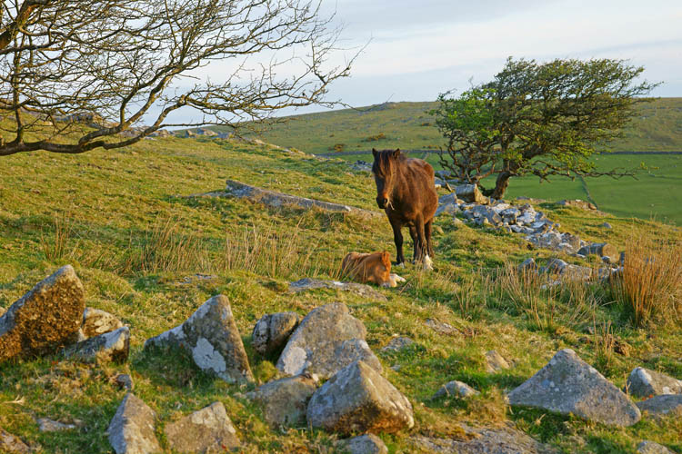 A female horse, Bodmin Moor, Cornwall, England, UK