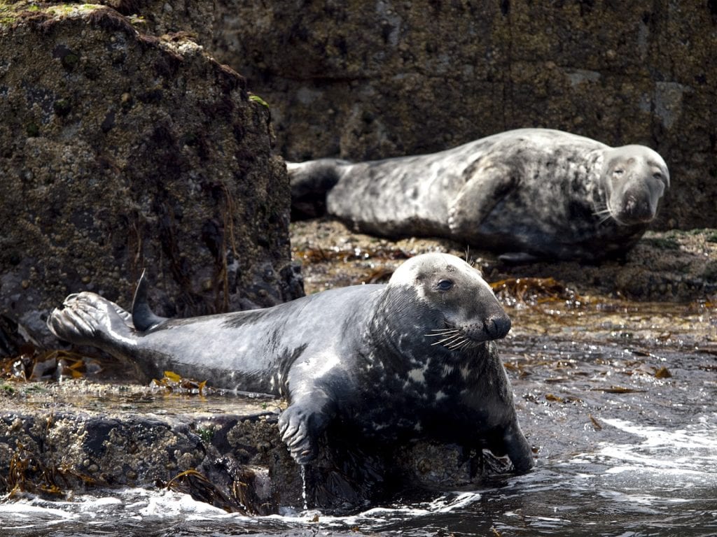 two seals