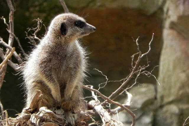 A meerkat keeping watch in Newquay Zoo in Cornwall.
