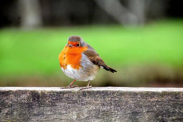 A robin sat atop a fence at the Lost Gardens of Heligan in Cornwall.