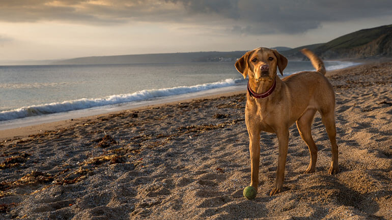 dog on sandy beach in Cornwall