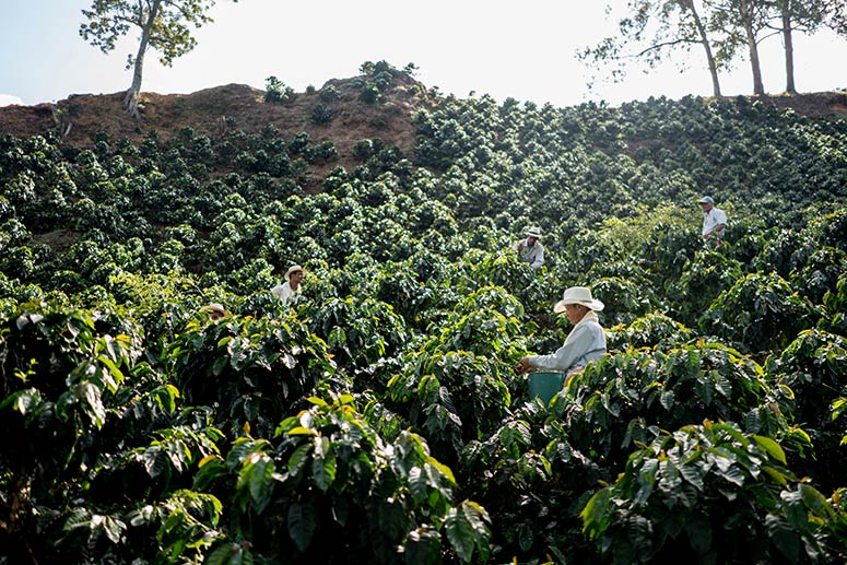 Coffee Bean Harvesting