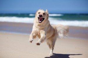 Happy retriever on the beach in Cornwall. www.carbisbayholidays.co.uk