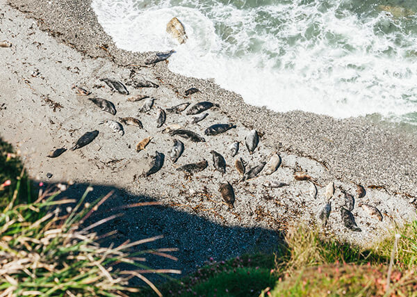 Seals on beach in Cornwall