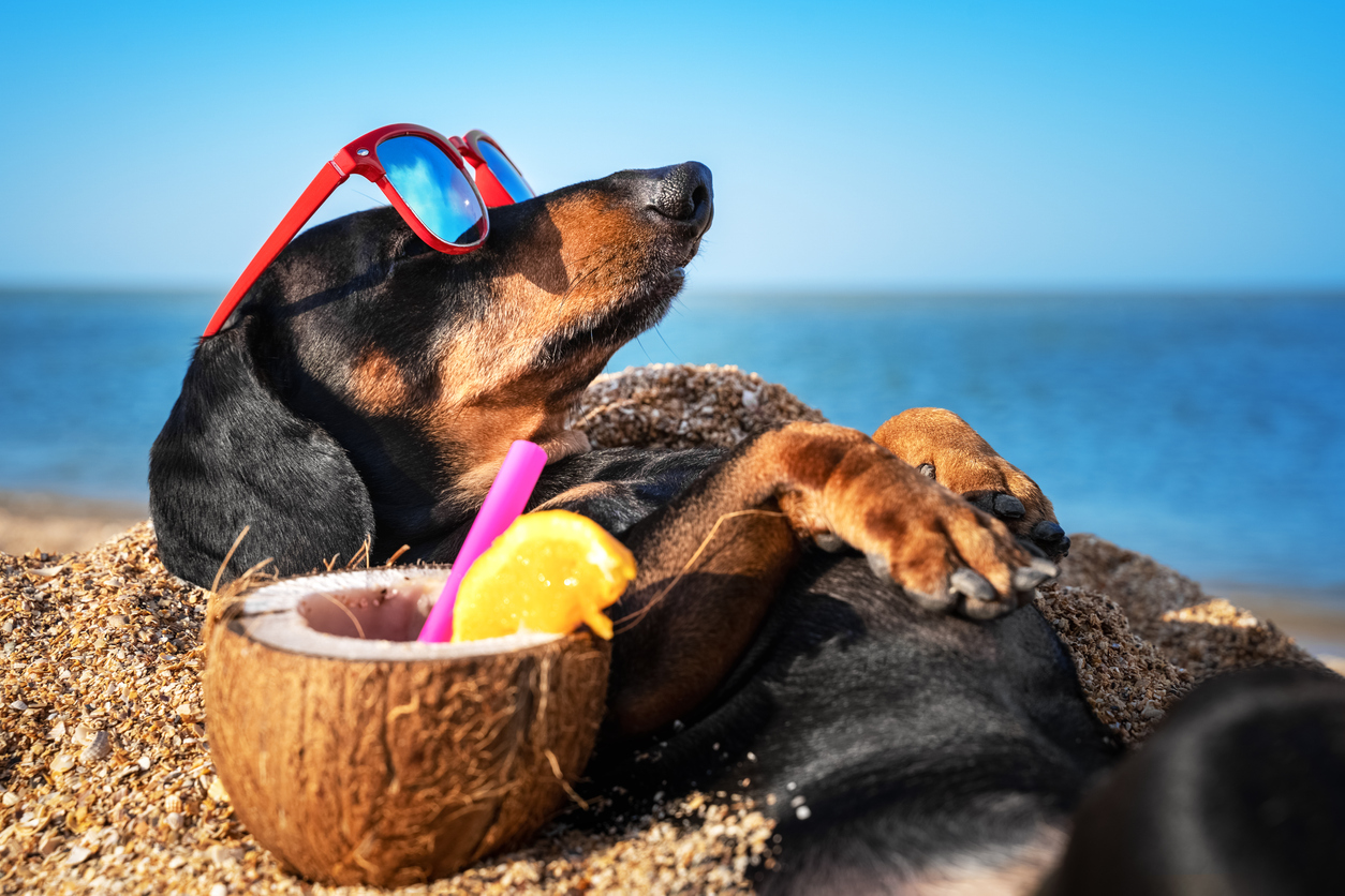 dog friendly beaches in Cornwall