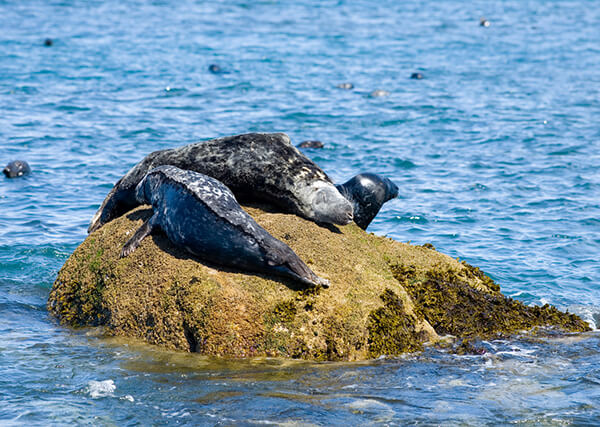 Seals on a rock - best time to seals in Cornwall