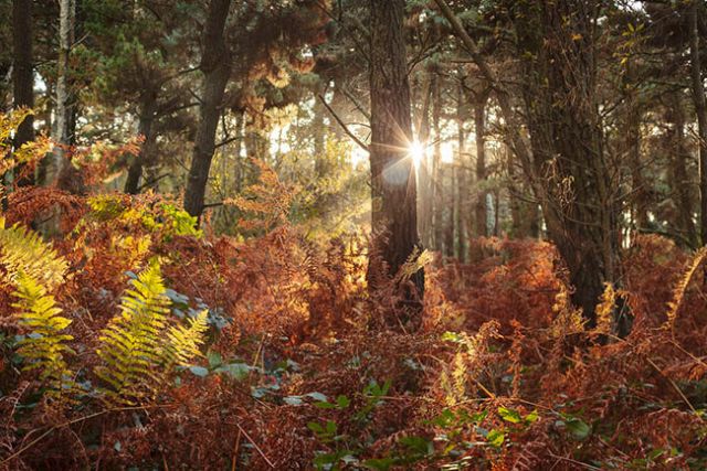 Sun shining through Idless Woods in Cornwall, in Autumn with orange and red foliage.