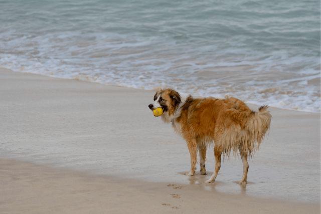 A dog walking on Porthgwidden Beach in St Ives, Cornwall.